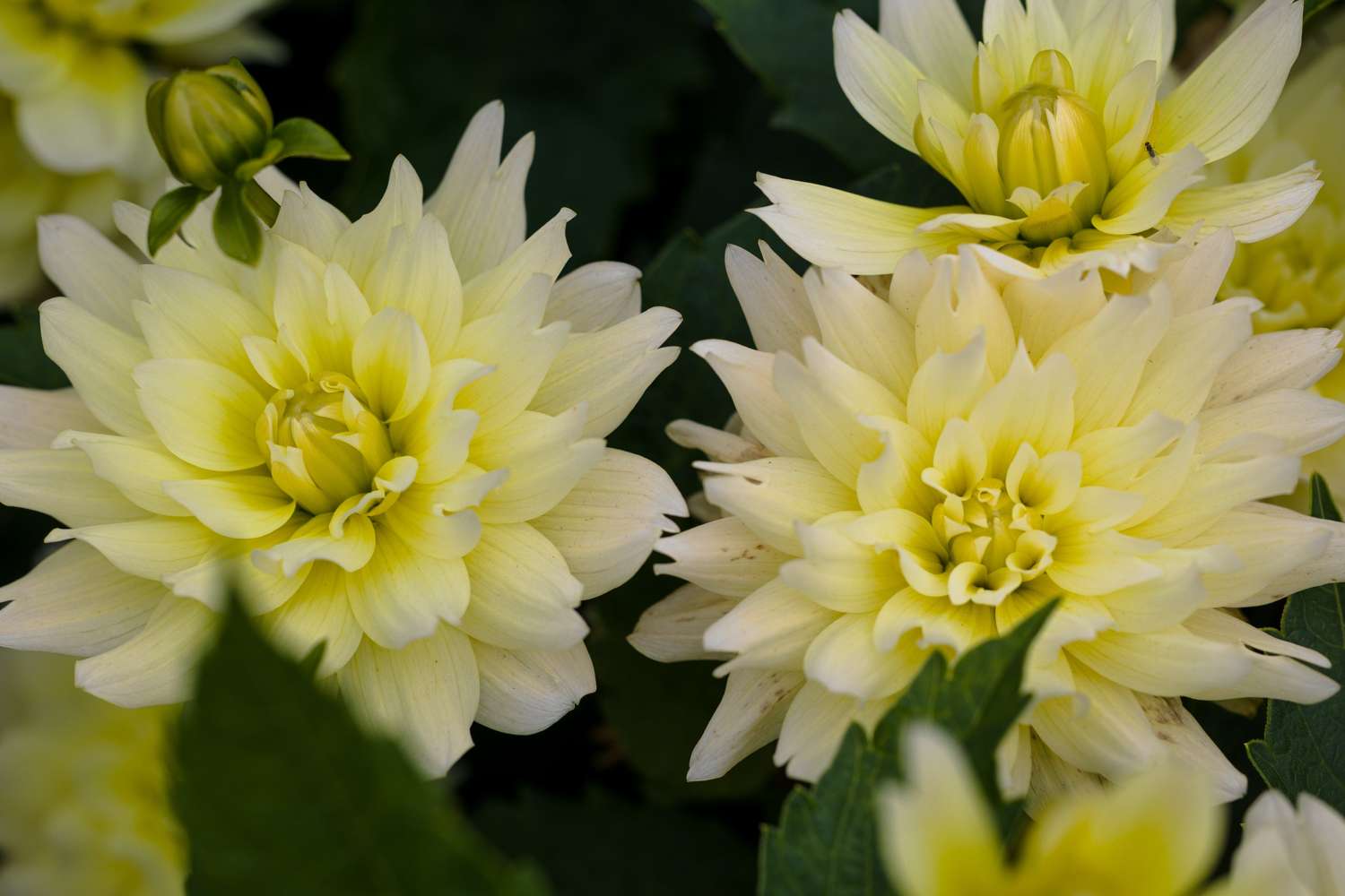 Dahlie 'Berliner Lemon'